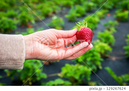 Hand Picking Ripe Strawberry on Organic Farm During Harvest Season in Natural Outdoor Setting 129267624