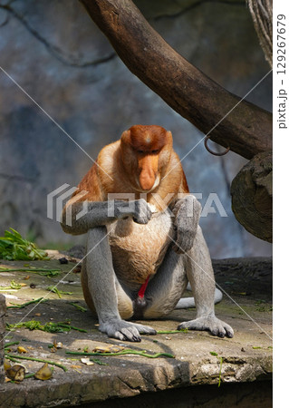 A Bekantan or A male proboscis monkey sits on a rock, holding a piece of food. A Bekantan or A male proboscis monkey sits on a rock, holding a piece of food. 129267679