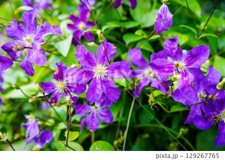 Vibrant Purple Clematis Flowers Blooming in Lush Garden, Captivating Floral Display Vibrant Purple Clematis Flowers Blooming in Lush Garden, Captivating Floral Display 129267765