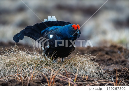 Black Grouse Displaying in Natural Habitat During a Beautiful Spring Morning at Dawn 129267802
