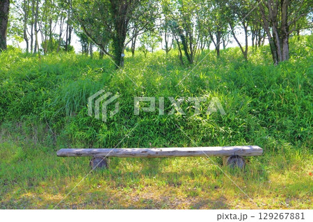 夏の雑木林　斜面下のベンチ 129267881
