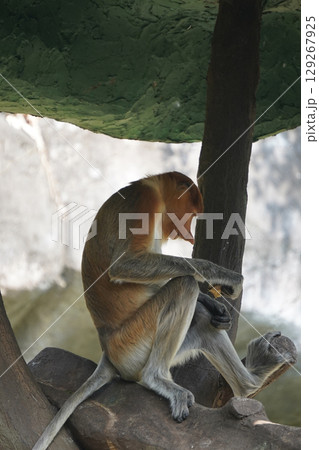 proboscis monkey is sitting on a tree branch, looking down at his hands, which are holding a piece of food. proboscis monkey is sitting on a tree branch, looking down at his hands, which are holding a piece of food. 129267925