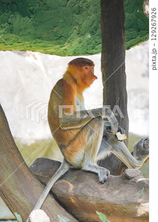proboscis monkey is sitting on a tree branch, looking down at his hands, which are holding a piece of food. proboscis monkey is sitting on a tree branch, looking down at his hands, which are holding a piece of food. 129267926