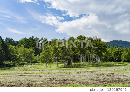 夏の開田高原（木曽馬の里） 129267941