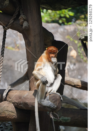 Bekantan or proboscis monkey sits on a wooden structure, holding a small piece of food. 129268179
