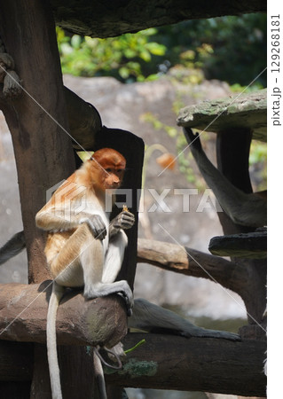 Bekantan or proboscis monkey sits on a wooden structure, holding a small piece of food. Bekantan or proboscis monkey sits on a wooden structure, holding a small piece of food. 129268181