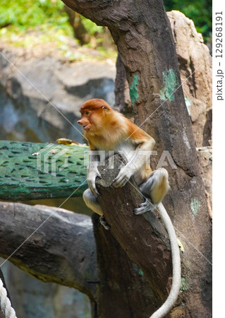 Bekantan or proboscis monkey sits on a wooden structure, holding a small piece of food. 129268191