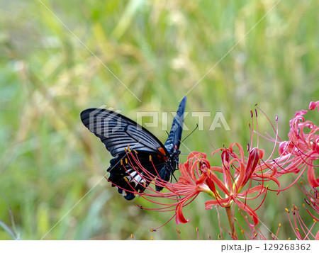 彼岸花に寄る黒アゲハ 129268362