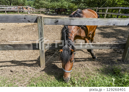 木曽馬（開田高原、木曽馬の里にて） 129268401