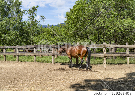 木曽馬(開田高原、木曽馬の里にて) 木曽馬(開田高原、木曽馬の里にて) 129268405