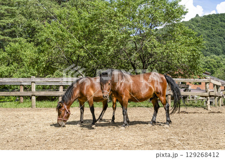 木曽馬（開田高原、木曽馬の里にて） 129268412