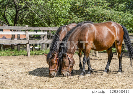 木曽馬（開田高原、木曽馬の里にて） 129268415