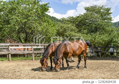 木曽馬（開田高原、木曽馬の里にて） 129268416