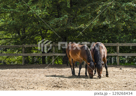 木曽馬（開田高原、木曽馬の里にて） 129268434