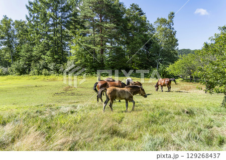 木曽馬（開田高原、木曽馬の里にて） 129268437