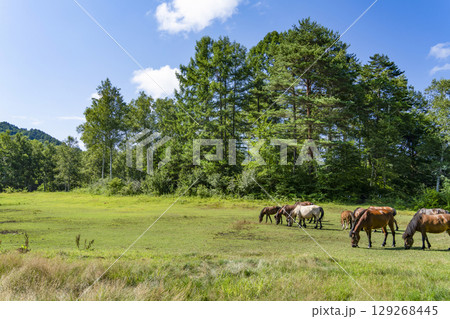 木曽馬（開田高原、木曽馬の里にて） 129268445