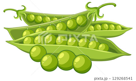 Green Pea Pods with Fresh Peas Vector Illustration 129268541