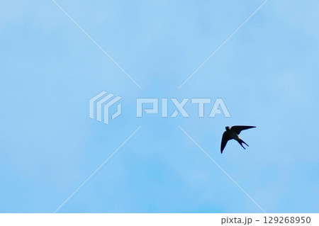 大空を飛ぶコシアカツバメ 大空を飛ぶコシアカツバメ 129268950