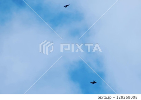 雲の切れ間を飛ぶコシアカツバメ 雲の切れ間を飛ぶコシアカツバメ 129269008