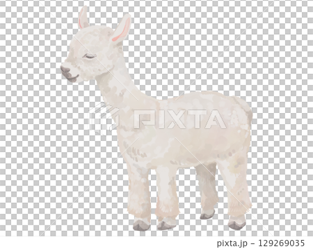 アルパカのイラスト アルパカのイラスト 129269035