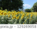 ひょうたん島公園のひまわり 129269058