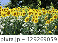 ひょうたん島公園のひまわり 129269059