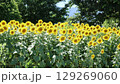 ひょうたん島公園のひまわり 129269060