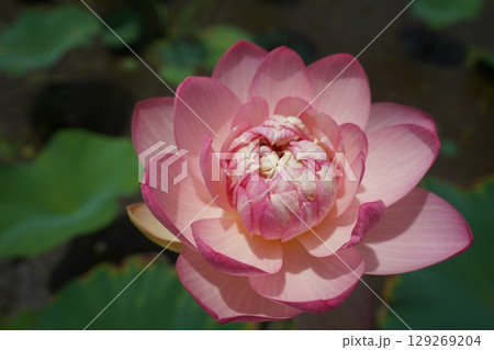 蓮の花のある風景 129269204