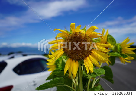 ひまわりと白い車 129269331