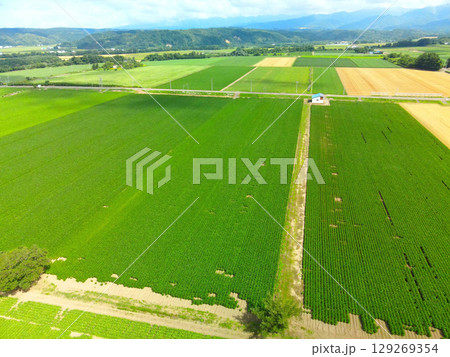 夏の北海道今金町で大豆畑の風景を空撮 129269354