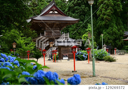 アジサイが満開 音羽山 清水寺 アジサイが満開 音羽山 清水寺 129269372