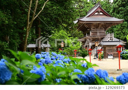 アジサイが満開 音羽山 清水寺 アジサイが満開 音羽山 清水寺 129269373