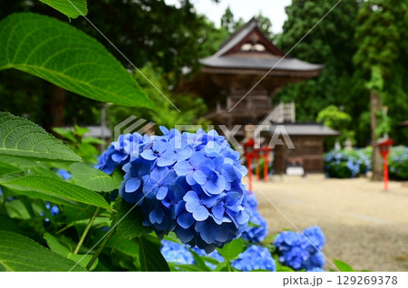 アジサイが満開 音羽山 清水寺 アジサイが満開 音羽山 清水寺 129269378