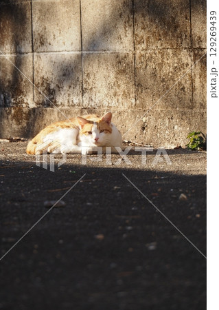 陽だまりの街猫 129269439
