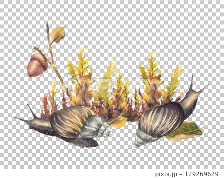 Watercolor Snail against Autumn moos with acorn, yellow green leaves. Fall forest arrangement with brown slug. Hand painted illustration nature scene realistic card, poster. Isolated from background 129269629