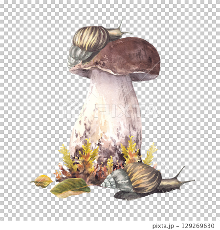Snail on cap of porcini mushroom and moos. Fall arrangement with two slug animal and Boletus brown cap, fungi and autumn leaves. Watercolor realistic hand drawn illustration isolated from background Snail on cap of porcini mushroom and moos. Fall arrangement with two slug animal and Boletus brown cap, fungi and autumn leaves. Watercolor realistic hand drawn illustration isolated from background 129269630