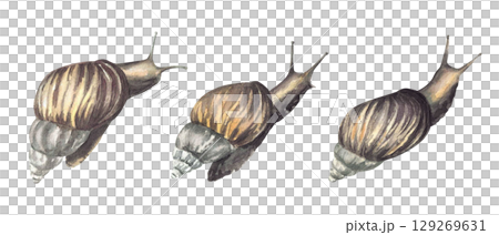 Snail, tropical slug set Watercolor cochlea realistic illustration. Hand drawn mollusks with conical shell, invertebrate. Slow Insect clipart for books, animal card, sticker Isolated from background 129269631