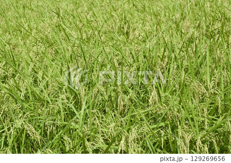 田んぼ 8月上旬 稲 田んぼ 8月上旬 稲 129269656