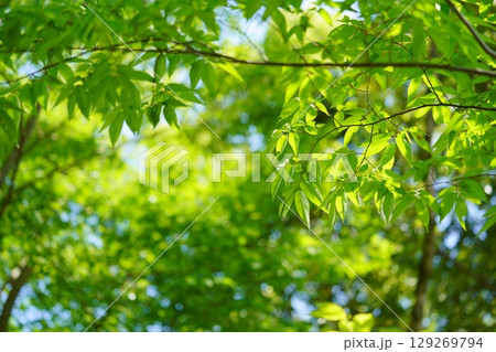 大和民俗公園の新緑のけやき 大和民俗公園の新緑のけやき 129269794