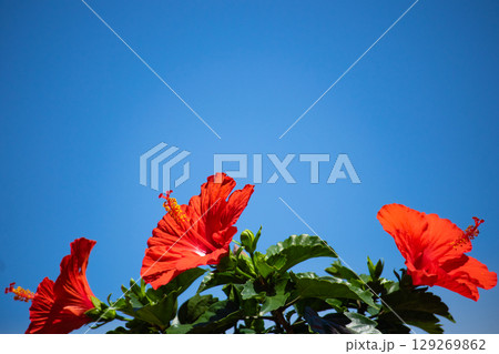 青空に映えるハイビスカス 129269862