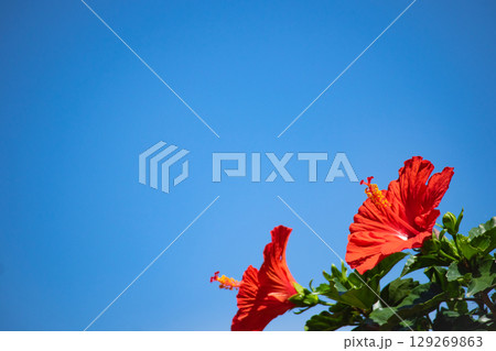 青空に映えるハイビスカス 129269863