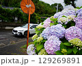 紫陽花と白い車 129269891