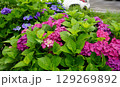 梅雨の晴れ間に咲く紫陽花 129269892