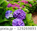 梅雨の晴れ間に咲く紫陽花 129269893