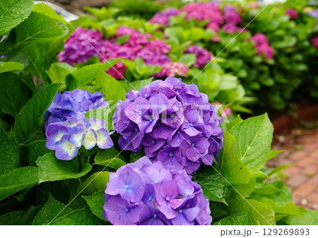 梅雨の晴れ間に咲く紫陽花 129269893