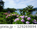 紫陽花が咲き乱れる庭 129269894