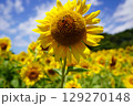 太陽に向かって咲くひまわり 129270148