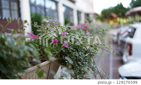 Beautiful plants on the hotel's terrace. 129270399