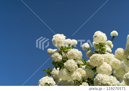 青空に咲く白い花房の木⑤ 129270571