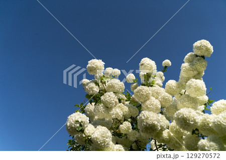 青空に咲く白い花房の木⑥ 129270572